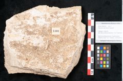 Foto (Objekt + Etikett) von Araucaria sternbergii Goeppert (NHMW-GEO-2024-0188-8301)